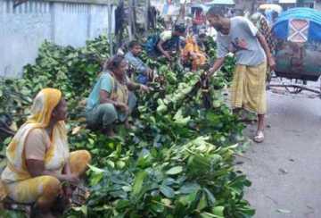 নারীকে আর্থিক স্বচ্ছলতা দিচ্ছে কাঁঠাল পাতা